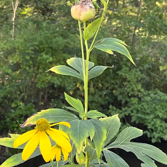 beebalm92